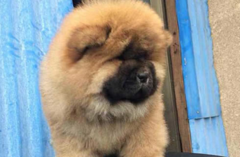 松狮犬