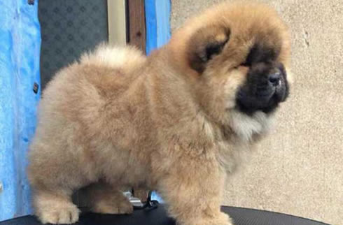 松狮犬