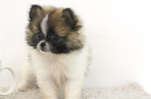 蝴蝶犬