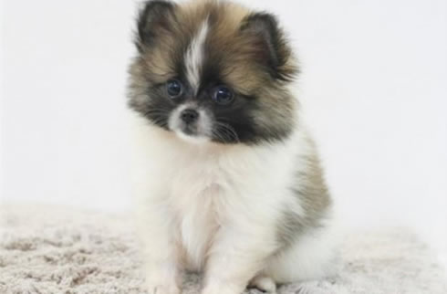 蝴蝶犬