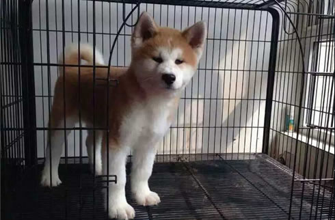 秋田犬