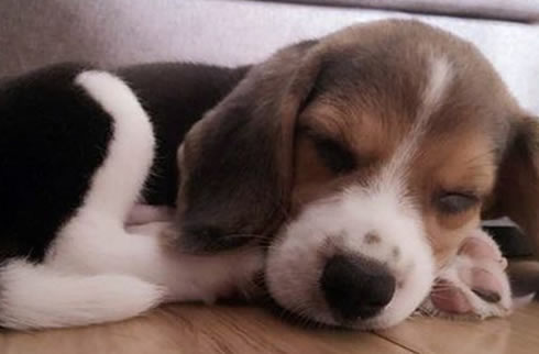 比格犬