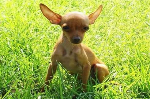 小鹿犬
