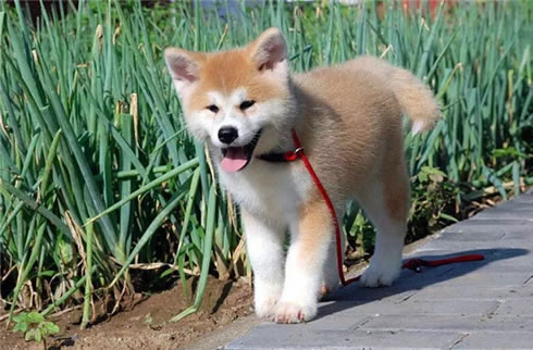 秋田犬