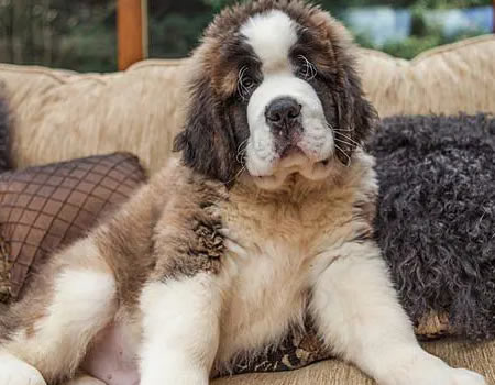 圣伯纳犬喂养的5大黄金法则！