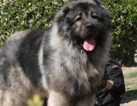 高加索犬喂养的5大黄金法则！