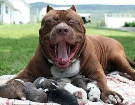 比特犬营养全攻略：养出健康忠诚伴侣！