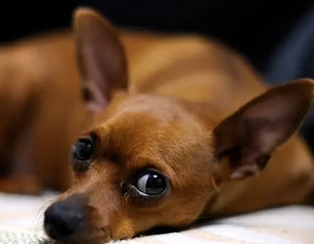 揭秘小鹿犬喂养5大黄金法则！