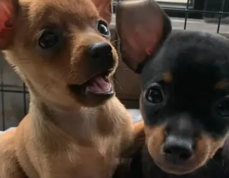 小鹿犬喂养规则，详细！