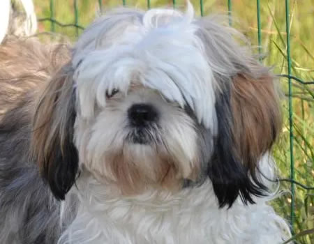 揭秘西施犬训练5大技巧，轻松养出听话萌宠！