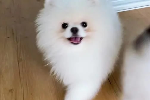 博美犬养护秘籍：选对狗粮，健康每一天！