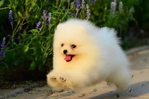 5款狗粮大揭秘，博美犬健康必备！