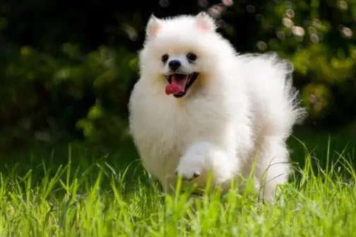 挑选狗粮，让你的博美犬更健康！