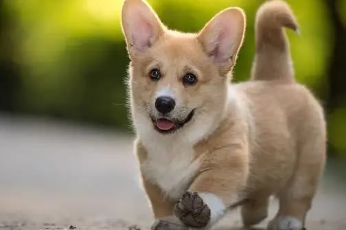 柯基防暑秘籍：让爱犬清凉一夏！