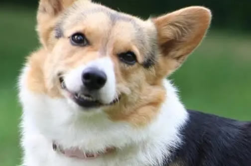 5招防止柯基中暑，保爱犬安全！