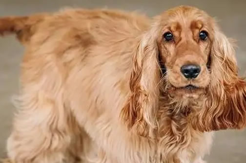 揭秘护理可卡犬毛发，5个技巧解决大难题！