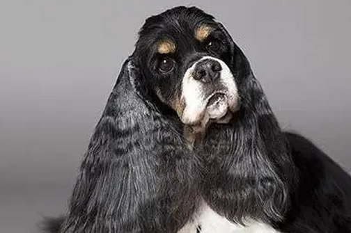 轻松应对可卡犬毛发护理难题！