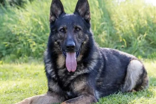 狼青犬不长个的5大原因！