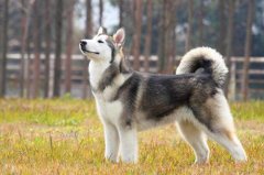 阿拉斯加犬掉皮屑是什么原因