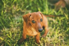 腊肠犬身上臭是为什么