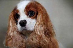 可卡犬咬人怎么办