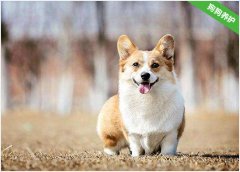 柯基犬大便发黑为什么