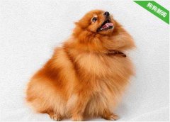 博美犬经常咬自己的尾巴是为什么