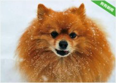 博美犬吃什么会拉肚子