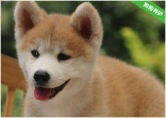 秋田犬吃多了不消化怎么办？