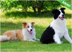 边境牧羊犬流鼻涕是怎么回事？
