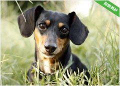 腊肠犬身上体味很重是什么原因导致的？