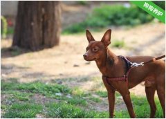 小鹿犬多少钱？