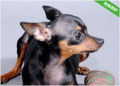 铁包金小鹿犬什么样子的？价位多少钱？