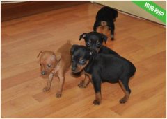 小鹿犬的寿命是多少年？怎么能让小鹿犬活的更久？