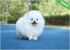 博美幼犬刚刚接回家有什么要注意的