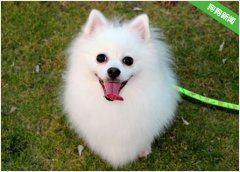 博美犬不听话要怎么办