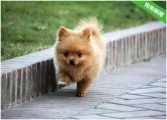 博美犬为什么这么多人喜欢，这么多人养