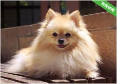 博美犬一直咳嗽是什么原因