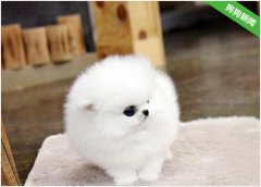 要怎么样给博美犬清理耳朵？