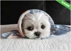 马尔济斯掉毛是什么原因导致的？