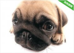 巴哥犬有点拉肚子是什么原因导致的呢