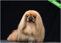 京巴犬突然不吃东西，是不是生病了