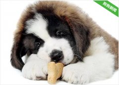 圣伯纳犬太胖了，怎么给它减肥