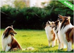 苏格兰牧羊犬太胖了，变胖的原因是什么？