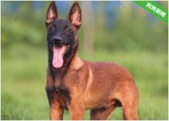 马犬经常舔自己身上毛是不是受伤了？