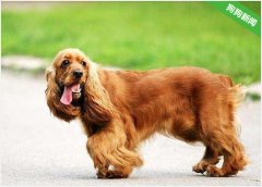 怎么辨别可卡犬纯不纯？