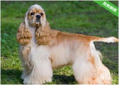 可卡犬和金毛犬的区别！