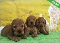 可卡犬断尾的时候注意事项有哪些？