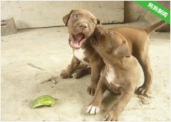 有哪些原因会造成比特犬拉肚子