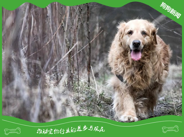 老年狗的听力从山峰跌倒谷底，在无声的世界里宠主该怎么办？ 